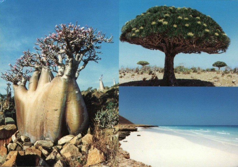 Socotra-2[1].jpg