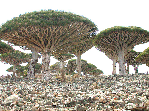 Socotra-3[1].jpg