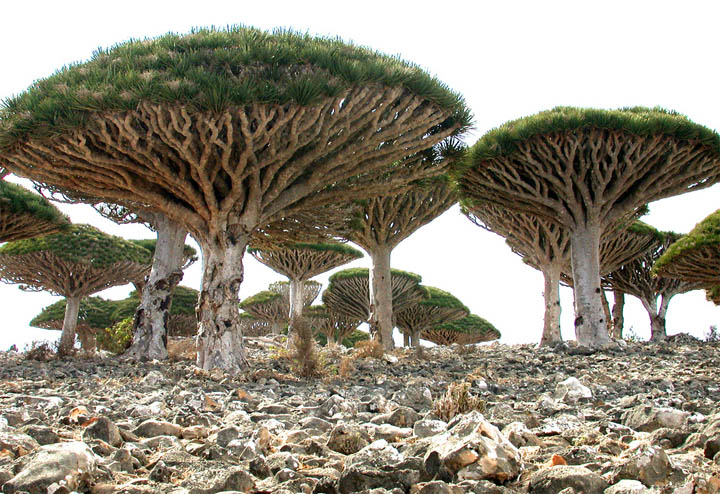 Socotra-10[1].jpg