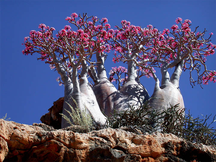Socotra-9[1].jpg