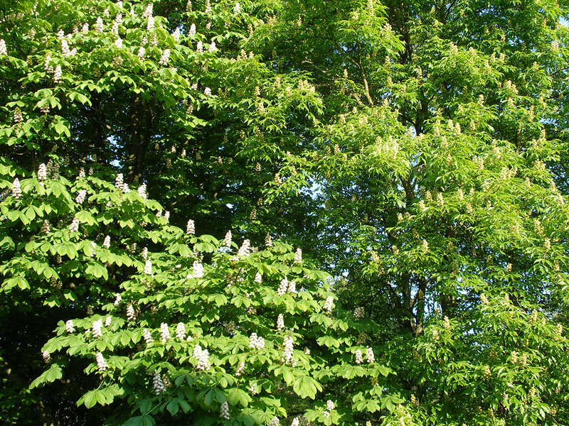 P5123338.JPG