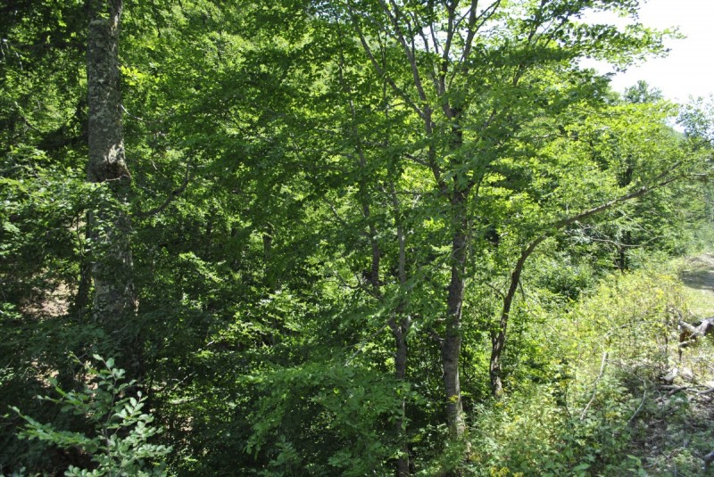 _DSC5052.jpg