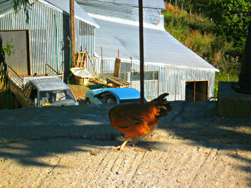 P6290373.jpg