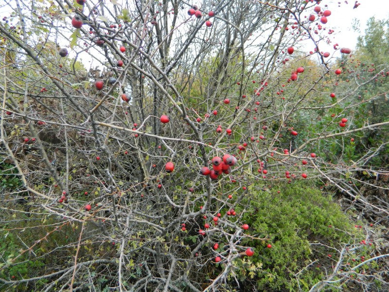 DSCN6971.jpg