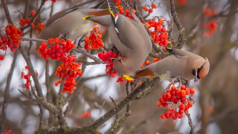 Bohemian waxwings eating rowan berries, Whitefish, Montana - Chuck Haney]Alamy.jpg