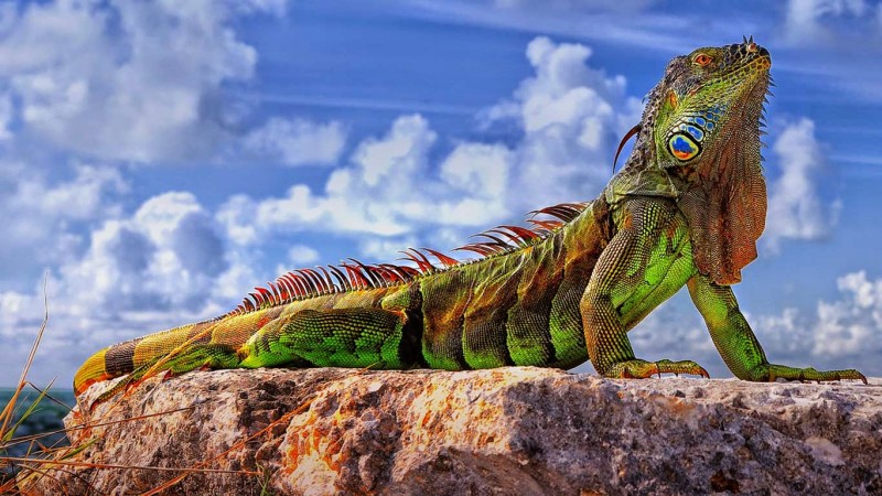 Common iguana in the Florida Keys - Roman Mordashev]500px.jpg