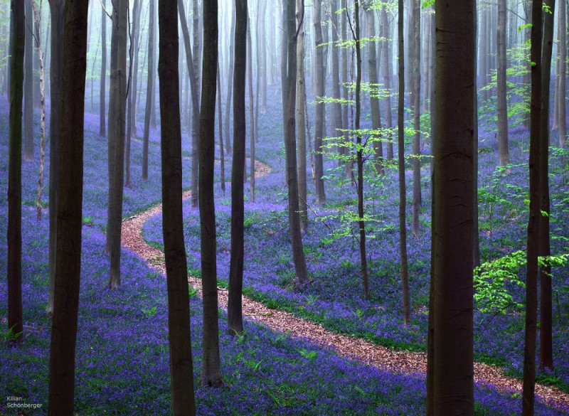 Forest Dream, Hallerbos Forest, Brussels, Belgium - Kilian Schoenberger.jpg