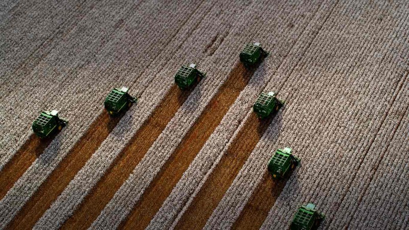 Harvesting cotton in Costa Rica - Fernando Bueno]Getty Images.jpg
