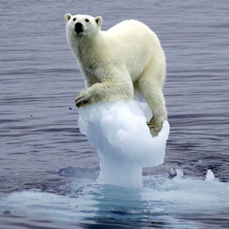 newarctic_clip_image001.jpg