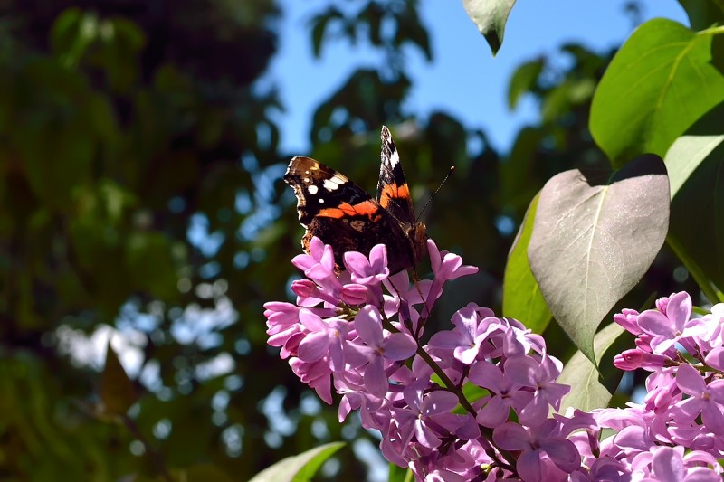 DSC_1056.JPG