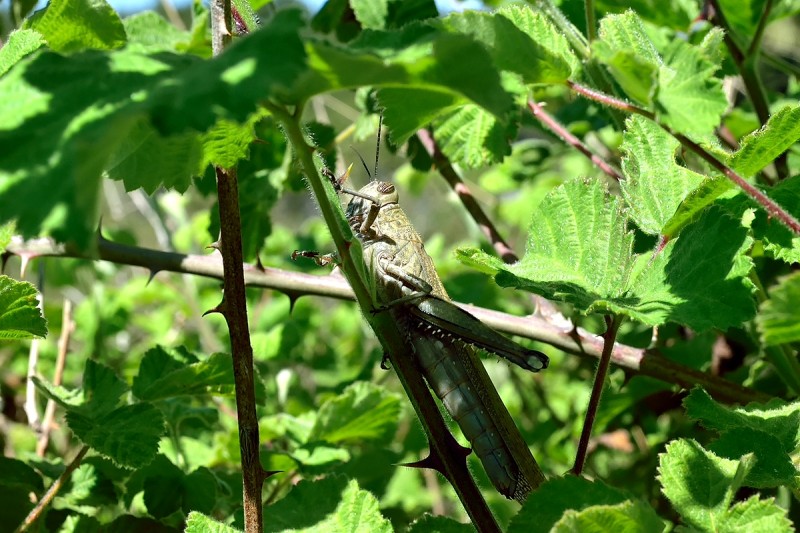 DSC_1086.JPG