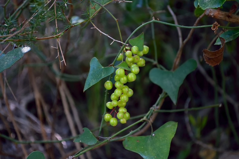DSC_1181.JPG