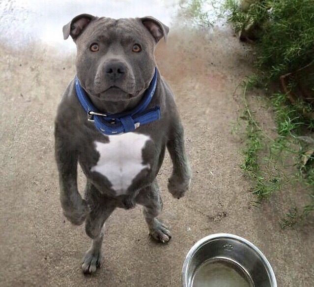 standingdog.jpg