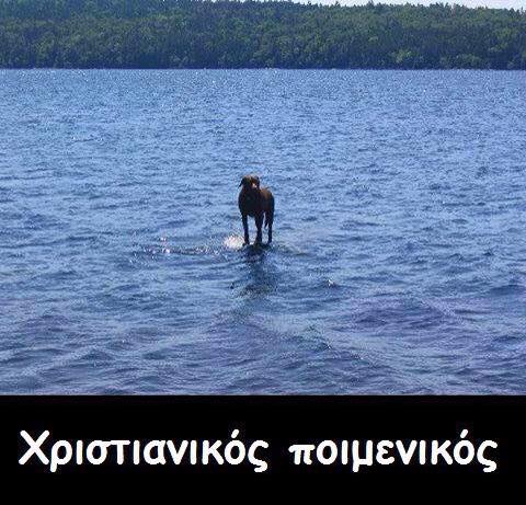 dog.jpg