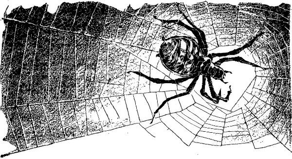 spider-in-dark-web.png