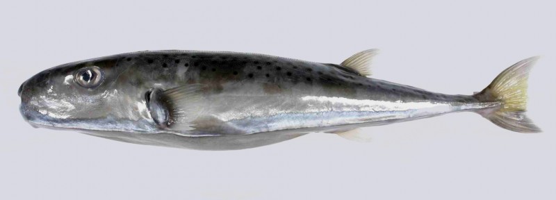 Lagocephalusscler2SLHI.jpg