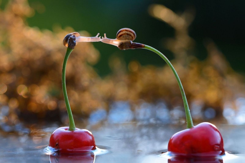 CT_macro_snail_1_140417_3x2_1600.jpg