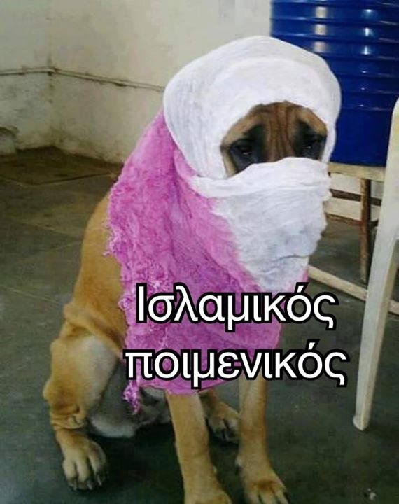dog.jpg