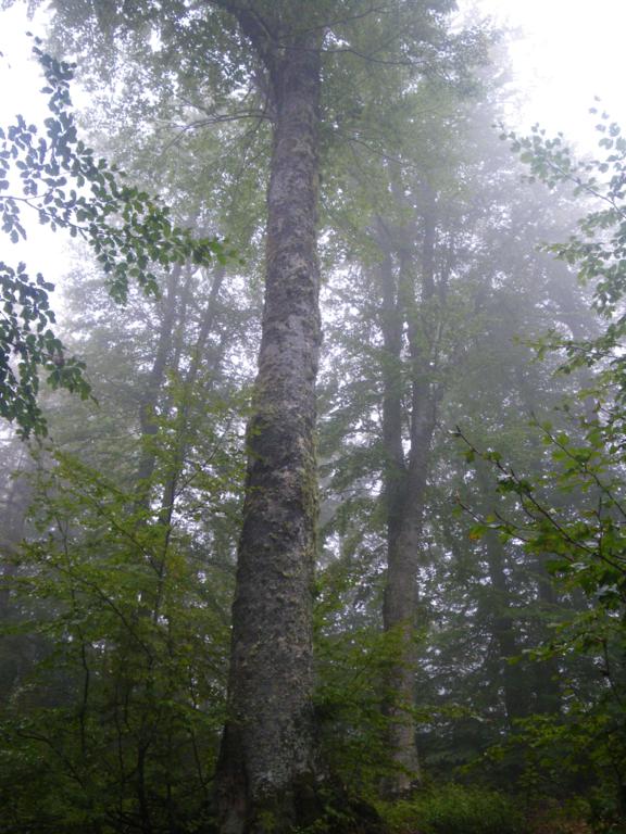 IMGP0813_576x768.jpg