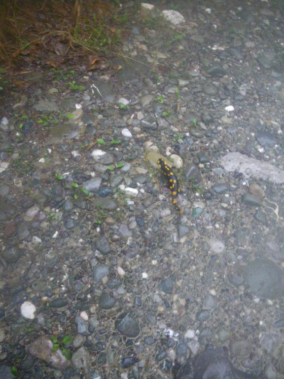 IMGP0825_576x768.jpg