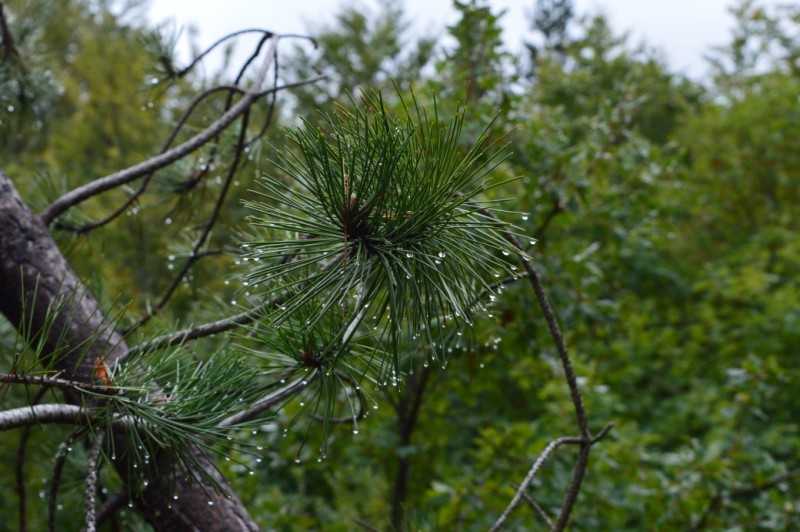 DSC_0220.jpg