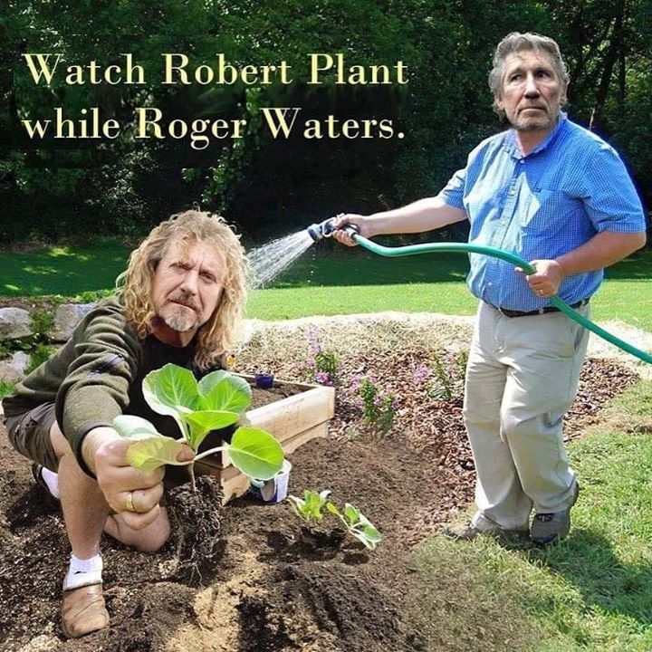 waterplant.jpg