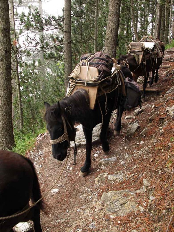 OLYMPOS 6.jpg