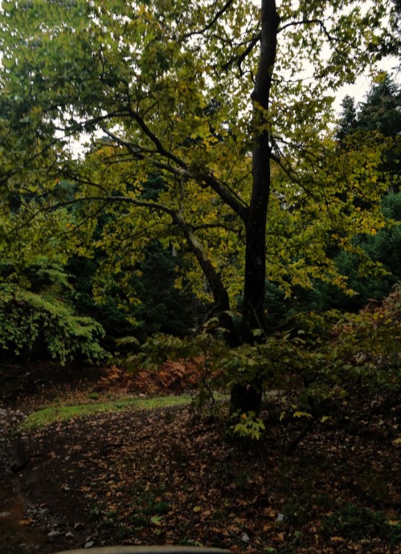 DSC08777.jpg
