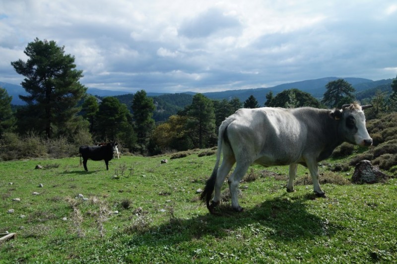 DSC08785.jpg