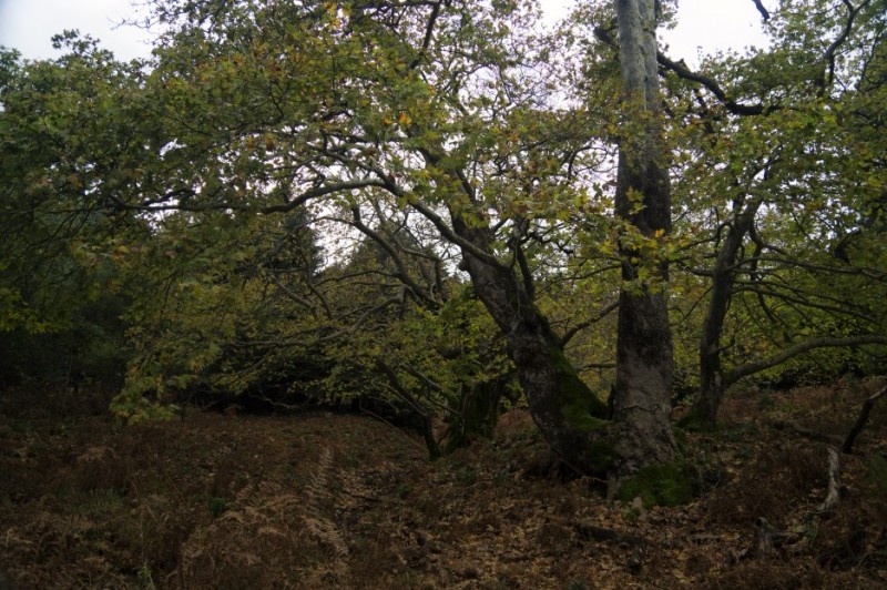 DSC08954.jpg