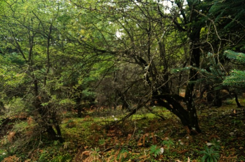 DSC08956.jpg