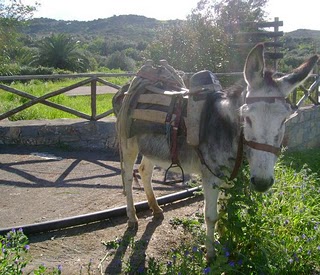 %CE%93%CE%AC%CF%8A%CE%B4%CE%B1%CF%81%CE%BF%CF%82+23-3-07+005.JPG