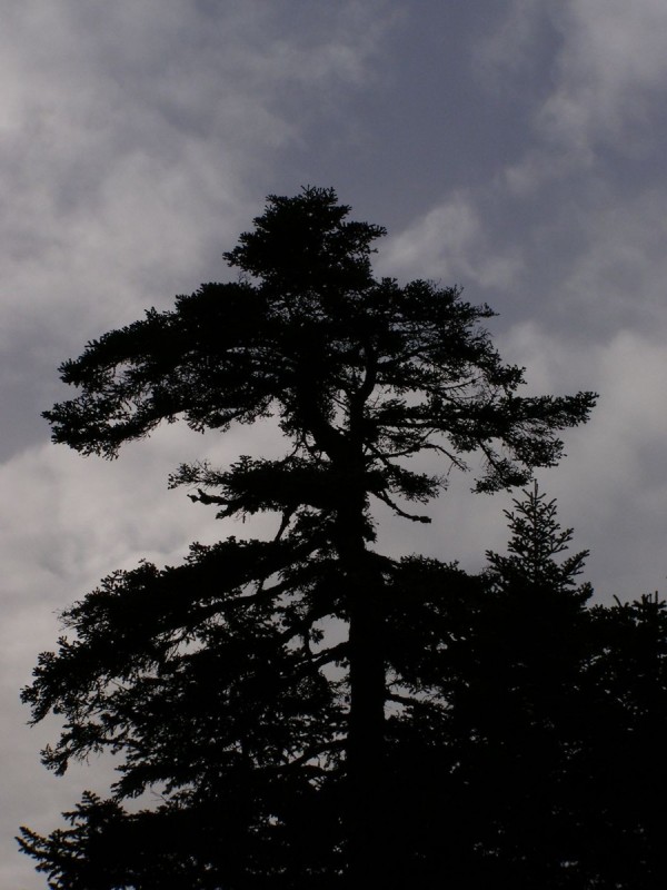 p18.jpg