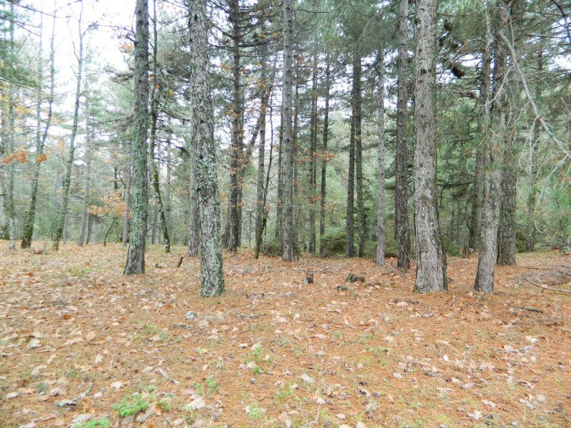 DSCN7382.jpg