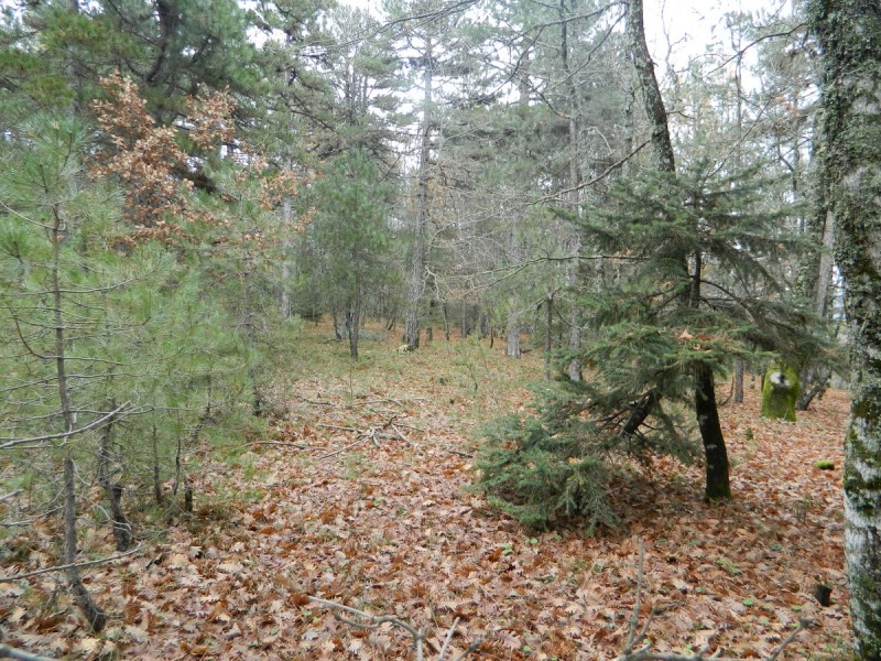 DSCN7386.jpg
