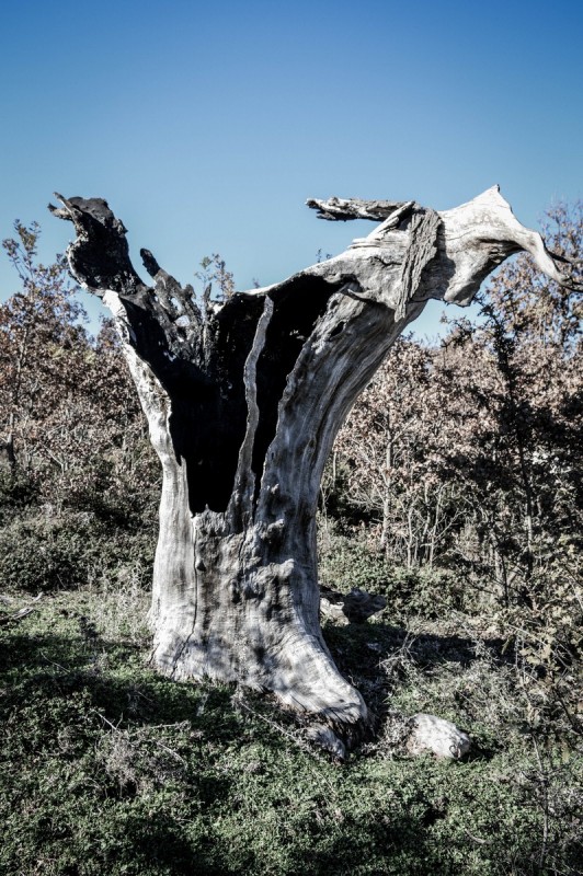DSC_6886 (Αντιγραφή).jpg