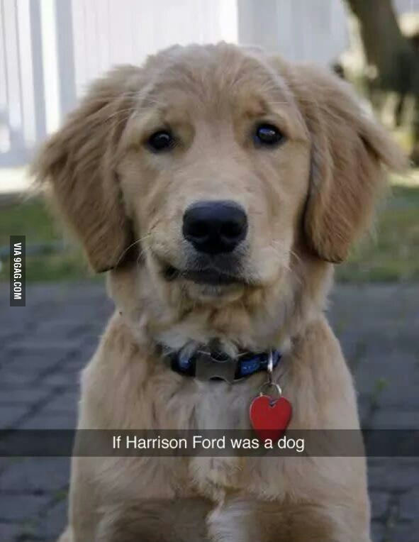 harrisondog.jpg