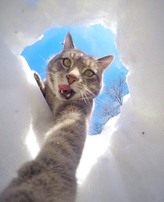 manny-cat-takes-selfies-dogs-gopro-16.jpg