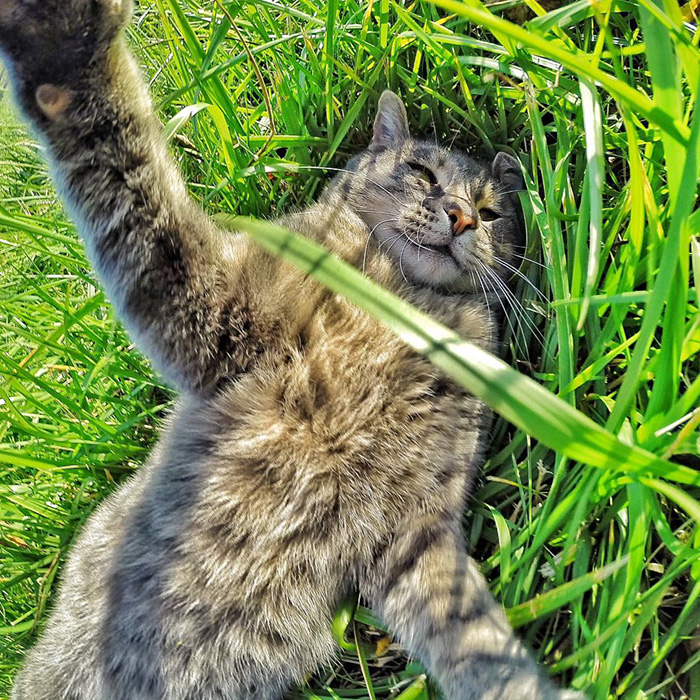 manny-cat-takes-selfies-dogs-gopro-4.jpg