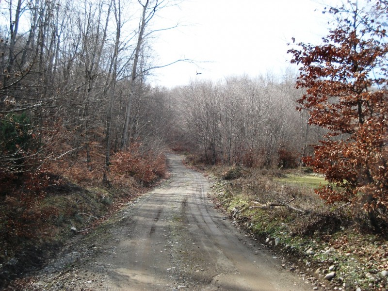 DSC02236v.jpg