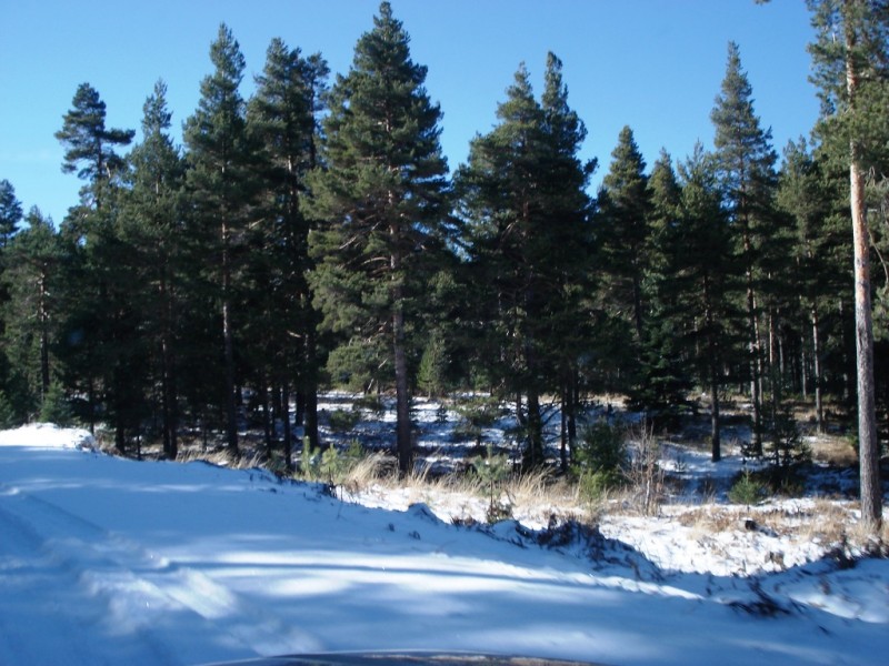 DSC02302v.jpg