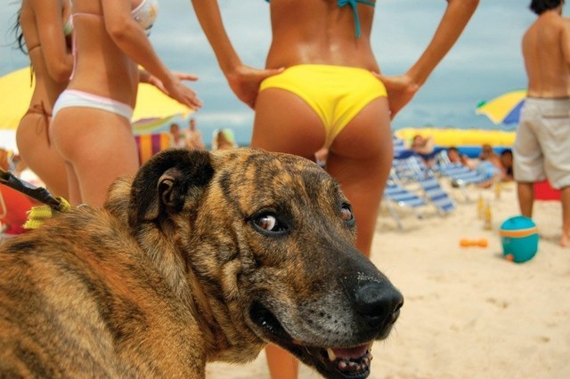 This-is-why-he-comes-to-the-beach.jpg