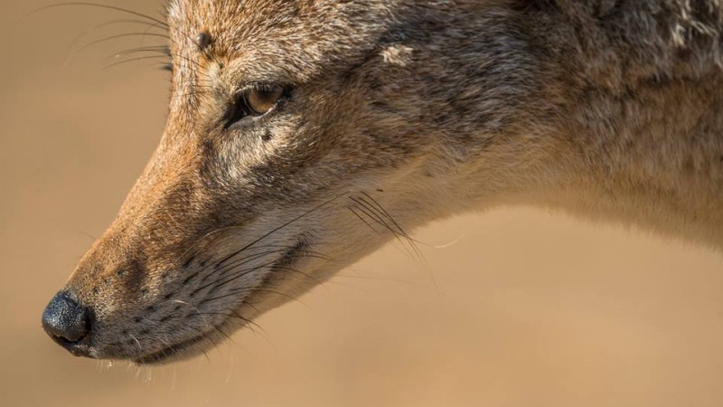 namib jackal.jpg