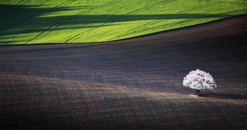 Spring theme - Alexey Ugalnikov I.jpg