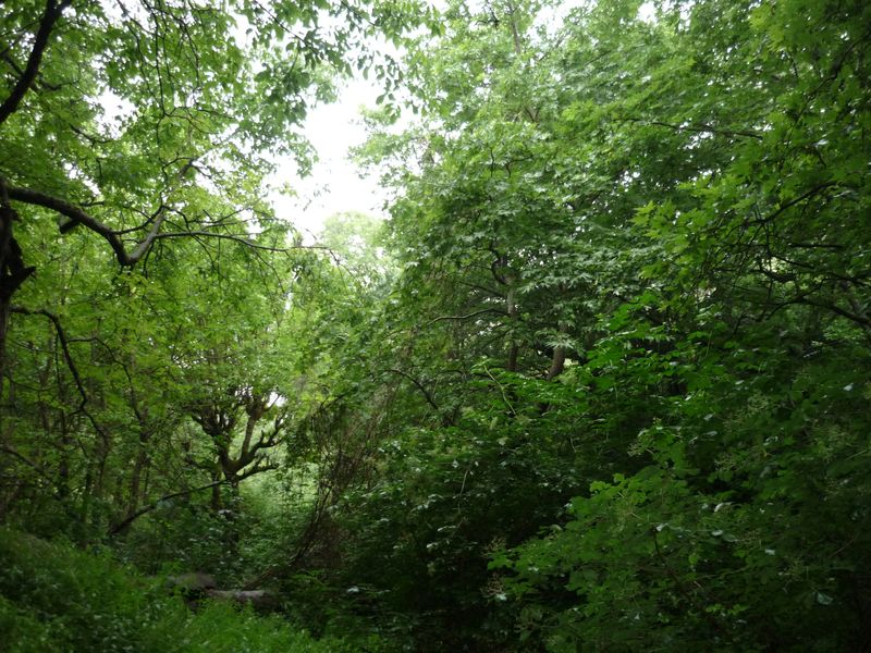 P1020709_1.JPG