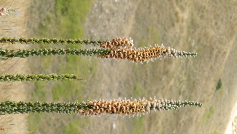 P8010414.jpg
