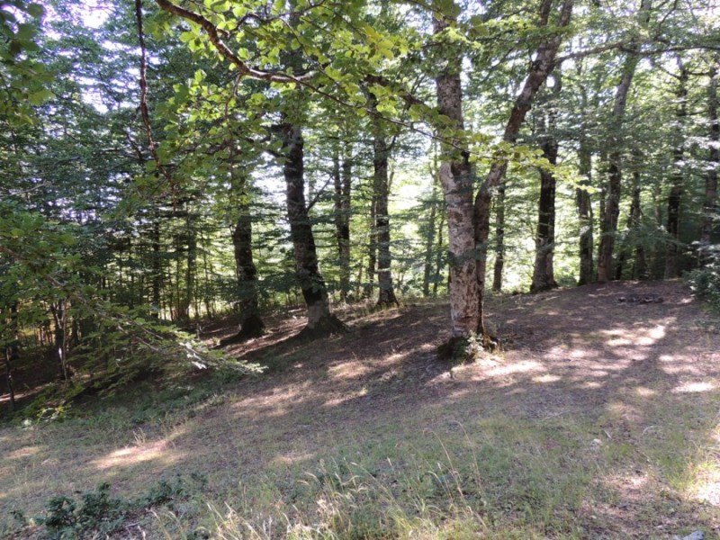 DSCN1198.jpg