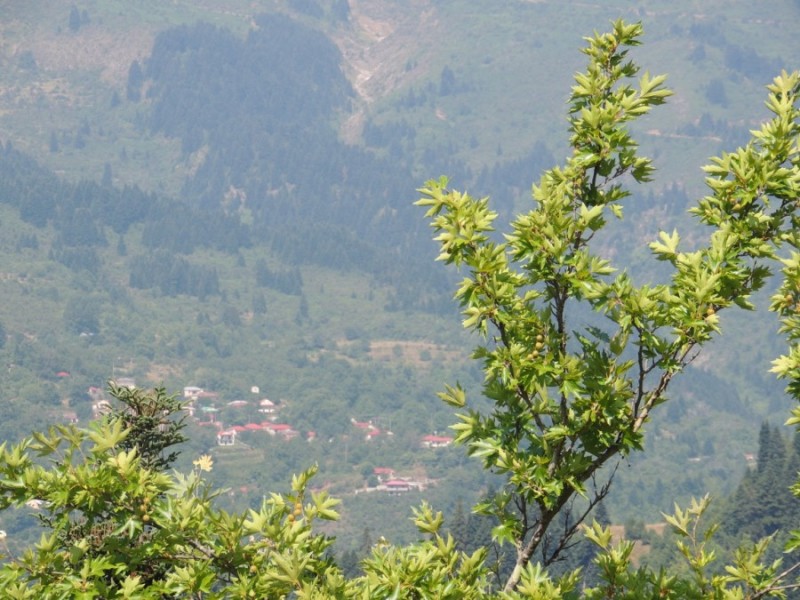DSCN1288.jpg