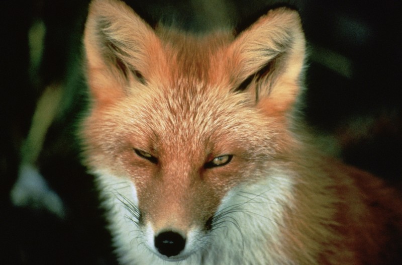 red_fox_animal_wildlife.jpg