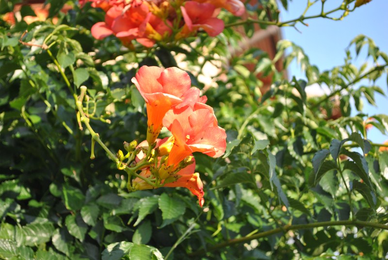DSC_2198.jpg
